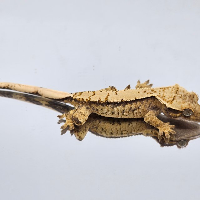 트라이 익스트림할리퀸