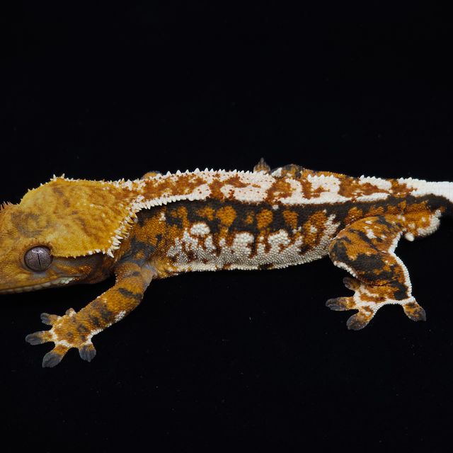 트라이 익스트림할리퀸 바브