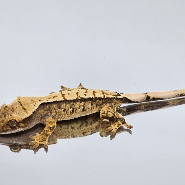 트라이 익스트림할리퀸