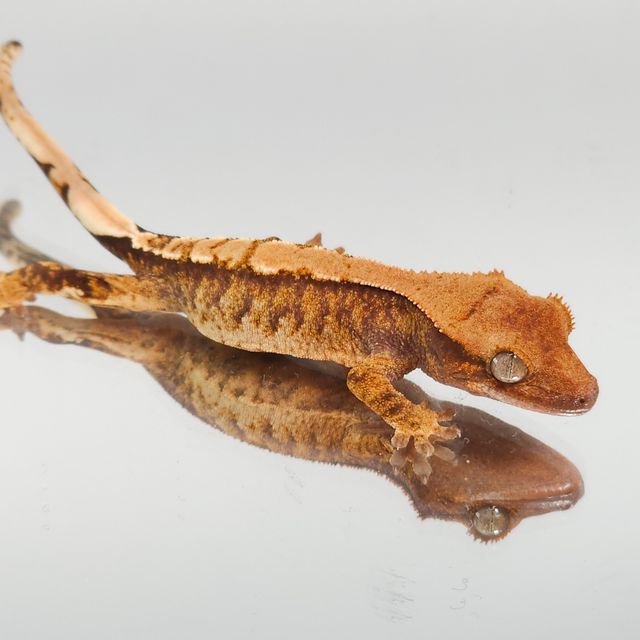 트라이 익스트림할리퀸 바브 나비스