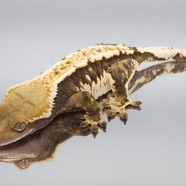 트라이 익스트림할리퀸