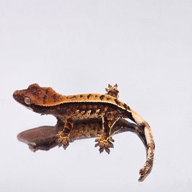 트라이 익스트림할리퀸 텐저린