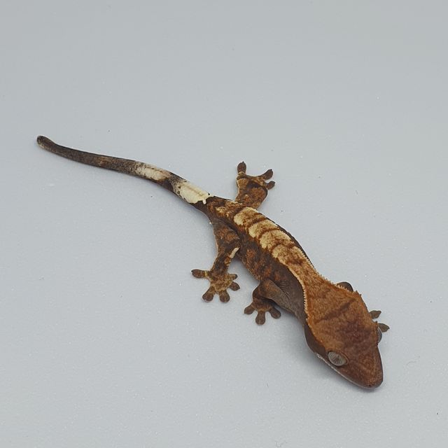 카푸치노 트라이