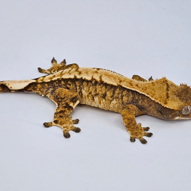 노멀 트라이 익스트림할리퀸