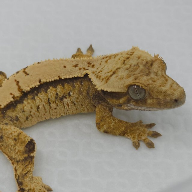 트라이 익스트림할리퀸