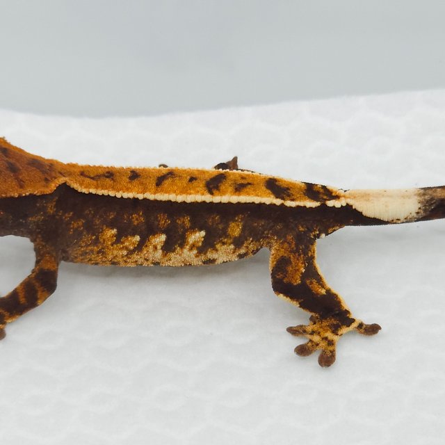 트라이 익스트림할리퀸 텐저린