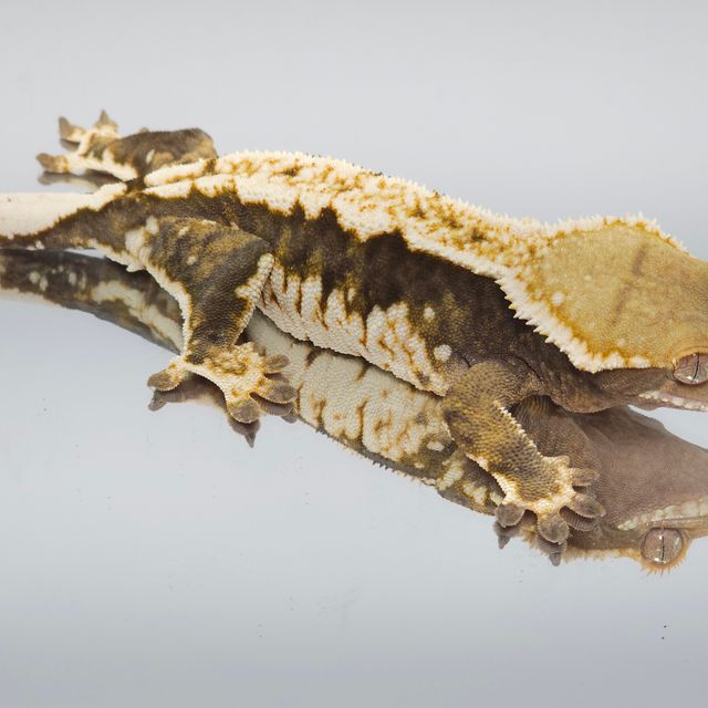 트라이 익스트림할리퀸