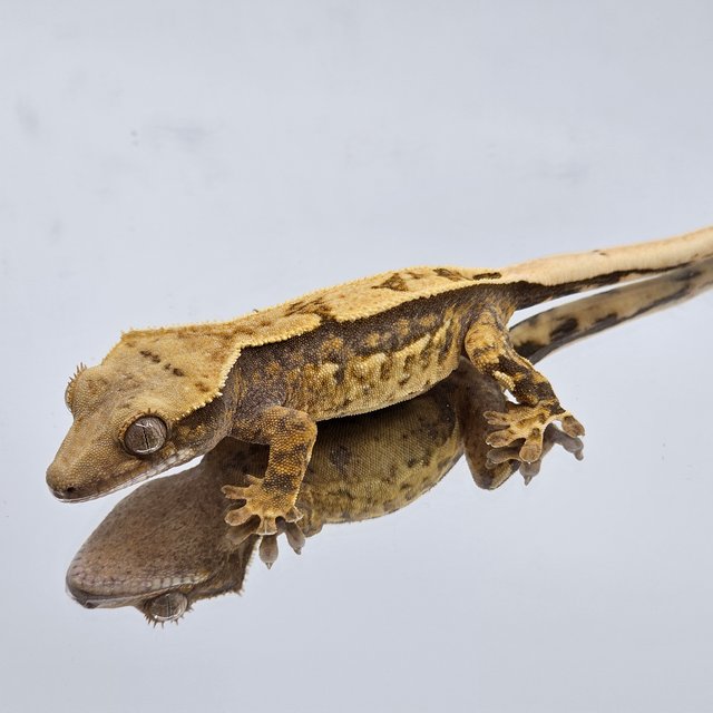 쿼드 핀스트라이프