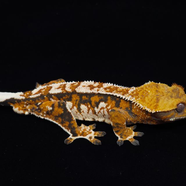 트라이 익스트림할리퀸 바브