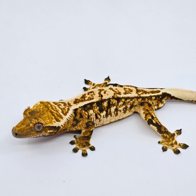 트라이 익스트림할리퀸 텐저린