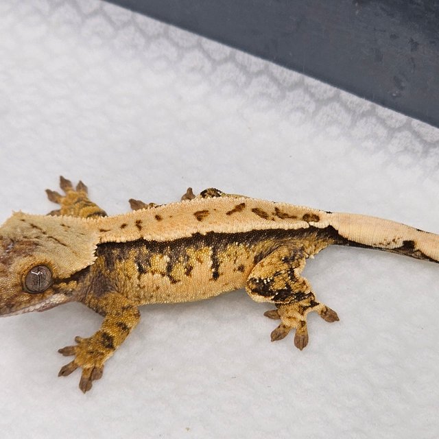 트라이 익스트림할리퀸