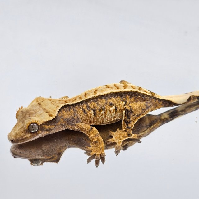 노멀 트라이 익스트림할리퀸