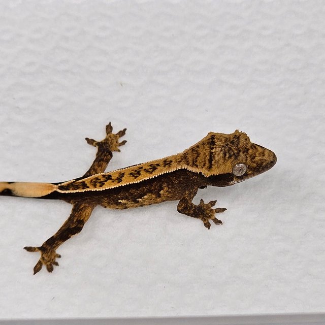 노멀 핀스트라이프 쿼드