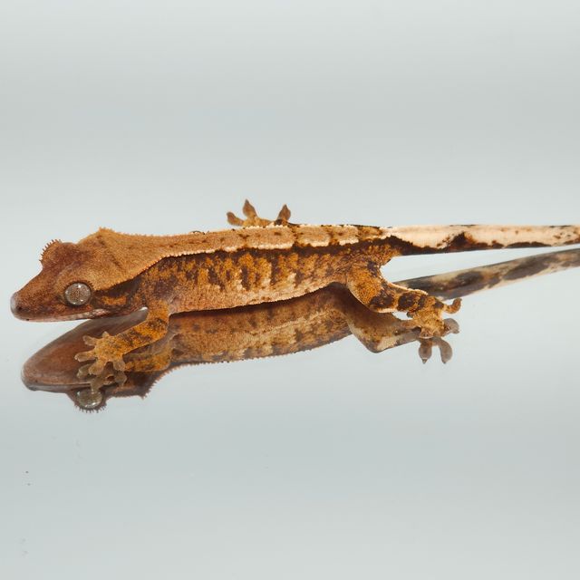 트라이 익스트림할리퀸 텐저린 바브