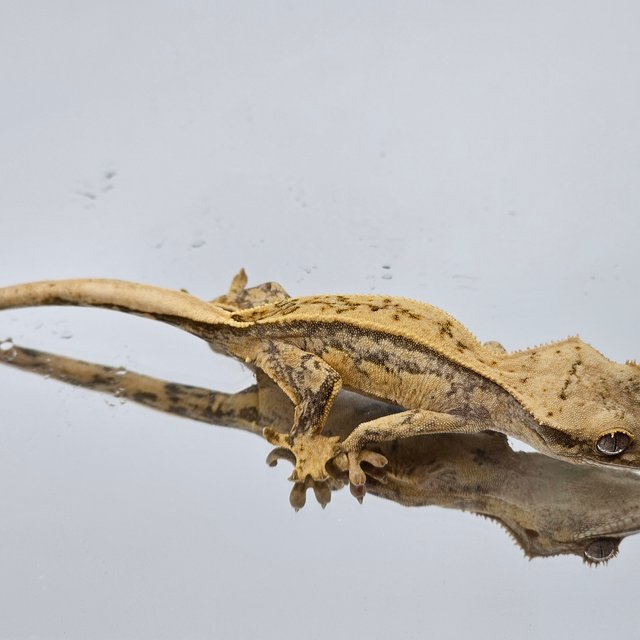 핀스트라이프 쿼드