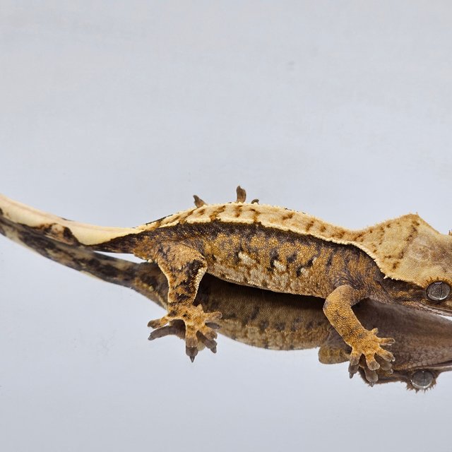 노멀 트라이 익스트림할리퀸