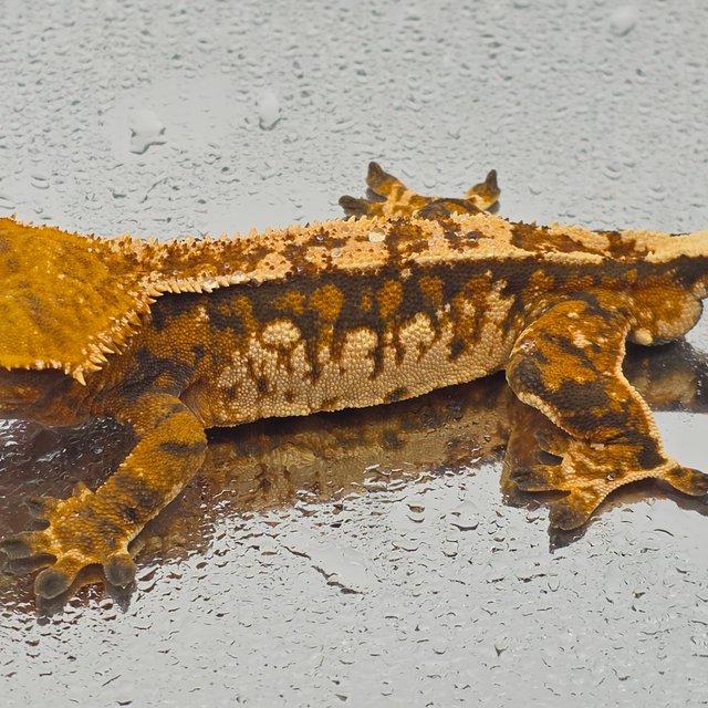 트라이 익스트림할리퀸 텐저린