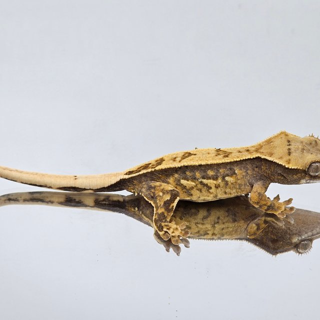 쿼드 핀스트라이프