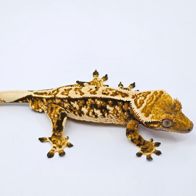 트라이 익스트림할리퀸 텐저린