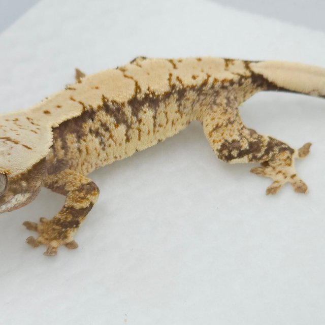 트라이 익스트림할리퀸