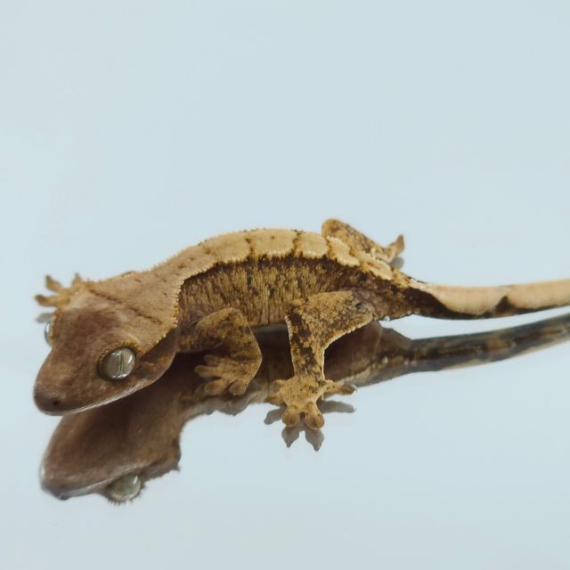 바브 나비스 트라이 익스트림할리퀸