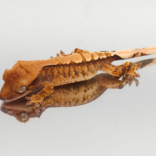 트라이 익스트림할리퀸 바브 나비스