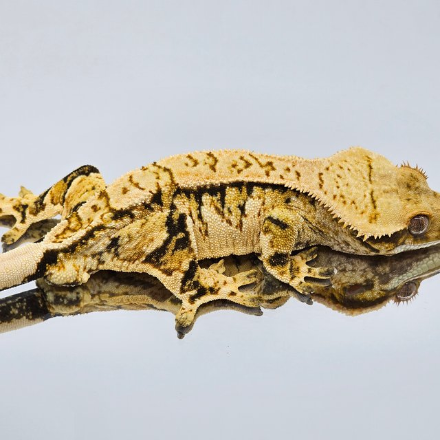 트라이 익스트림할리퀸