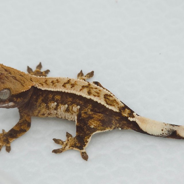 노멀 트라이 익스트림할리퀸 텐저린