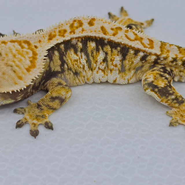 트라이 익스트림할리퀸