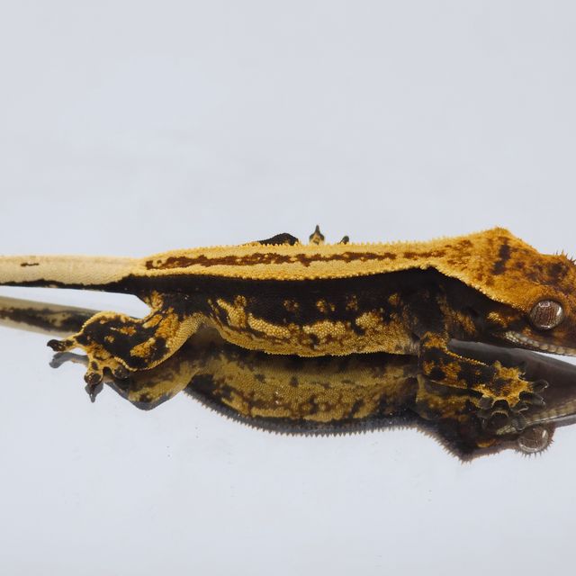 슈퍼스트라이프 쿼드