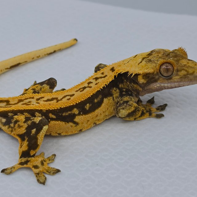 슈퍼스트라이프 쿼드