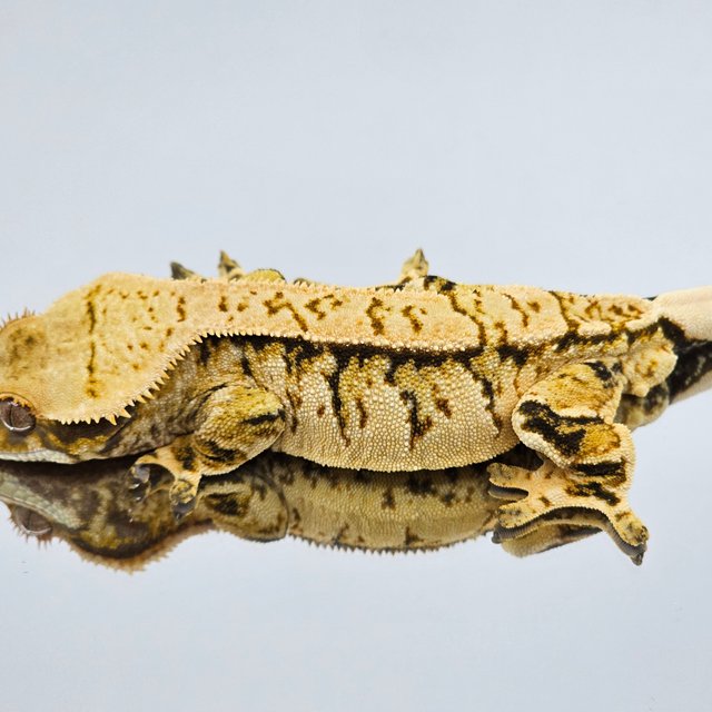 트라이 익스트림할리퀸