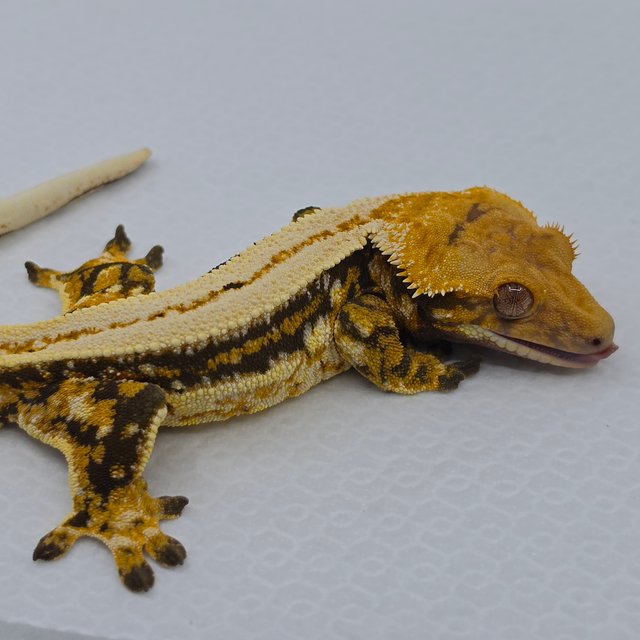 슈퍼스트라이프 쿼드 텐저린