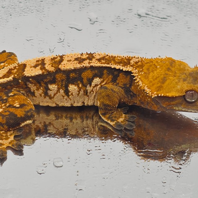 트라이 익스트림할리퀸 텐저린