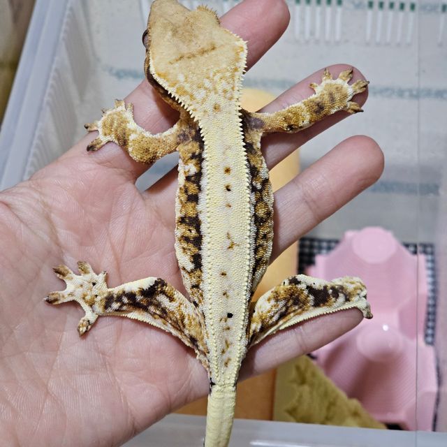 릴리화이트 트라이