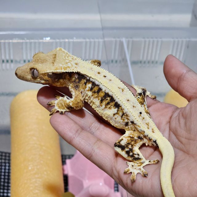 릴리화이트 트라이