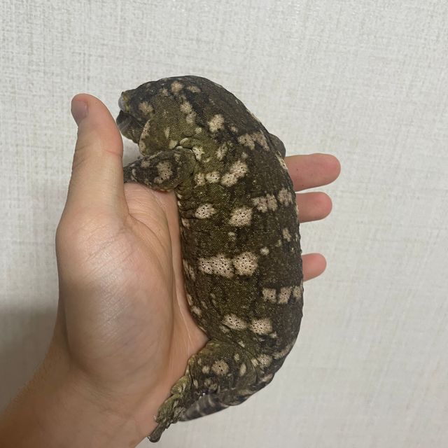 누아미
