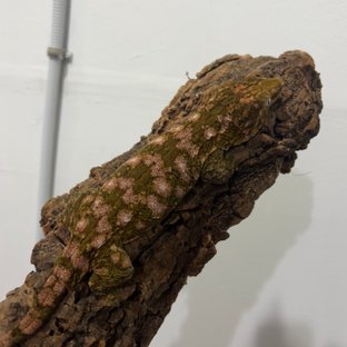 로즈