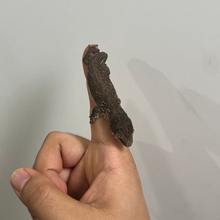 트로거 멜라니스틱