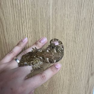 노멀