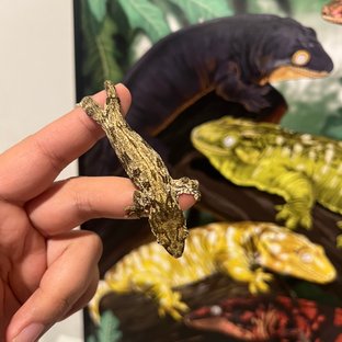 리핀리치스 트로거 헷 멜라니스틱 GT