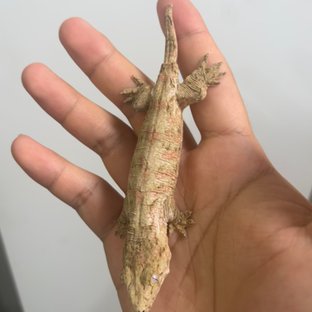 레드바
