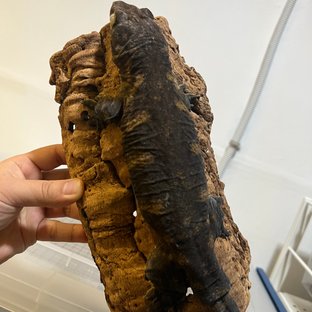 퓨어 트로거 헷멜라