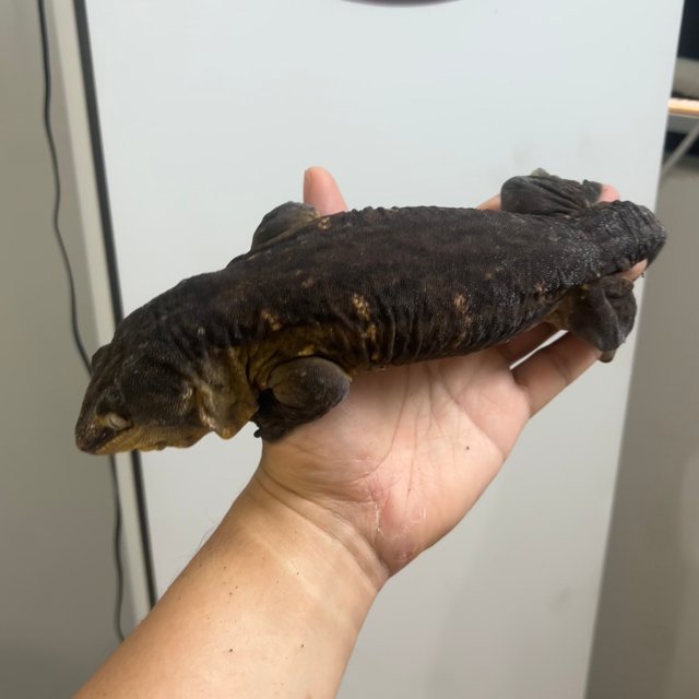 리핀리치스 트로거 멜라니스틱