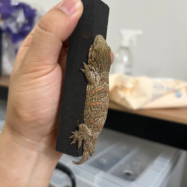 다스몰 노멀