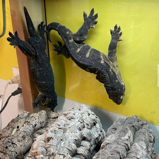 트로거 헷 멜라니스틱