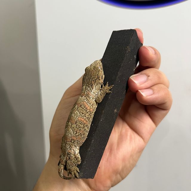 다스몰 노멀