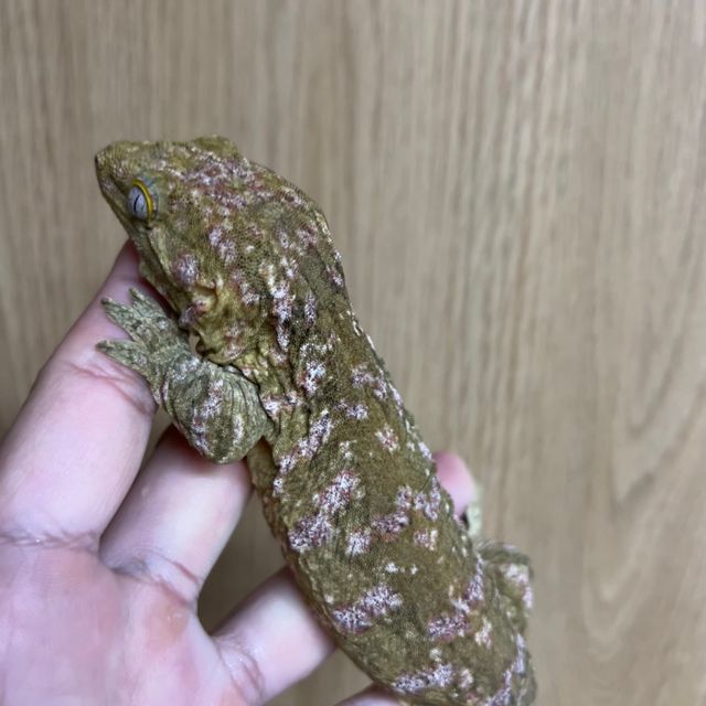 노멀 레드바