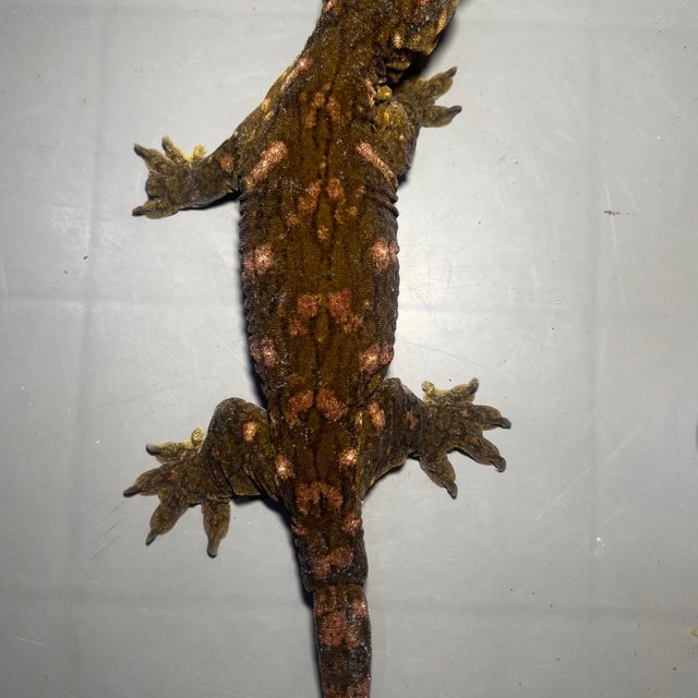 하키토 헷 멜라니스틱