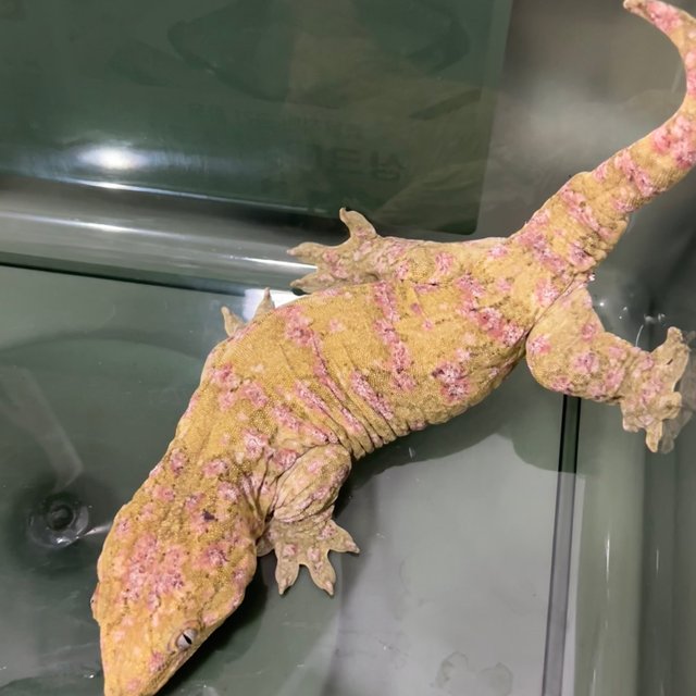레드바